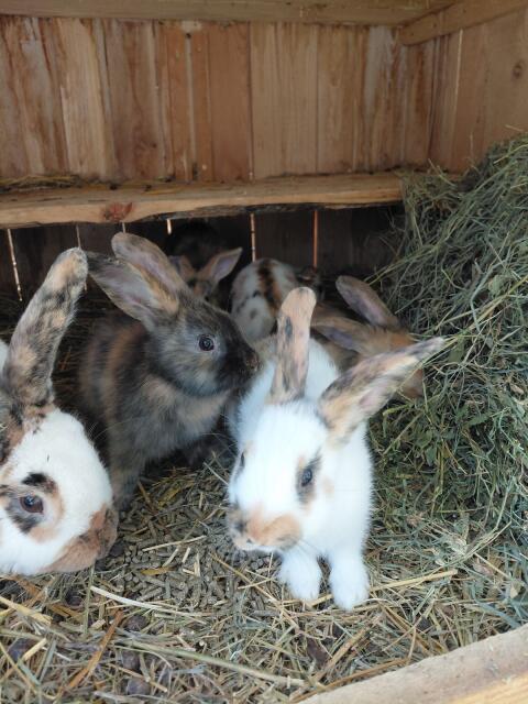 Jungkaninchen