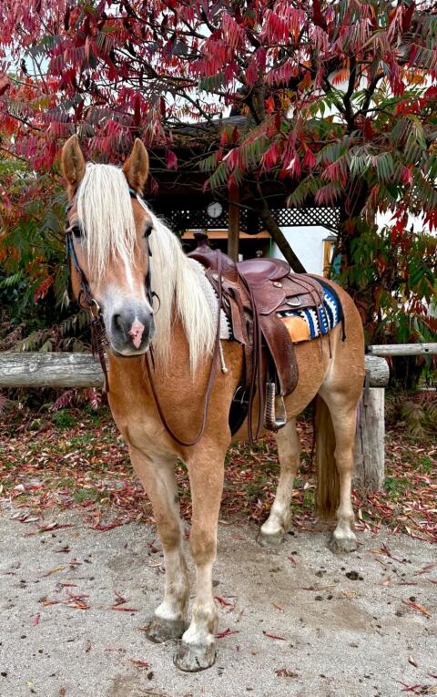 4-jähriger Haflinger-Wallach