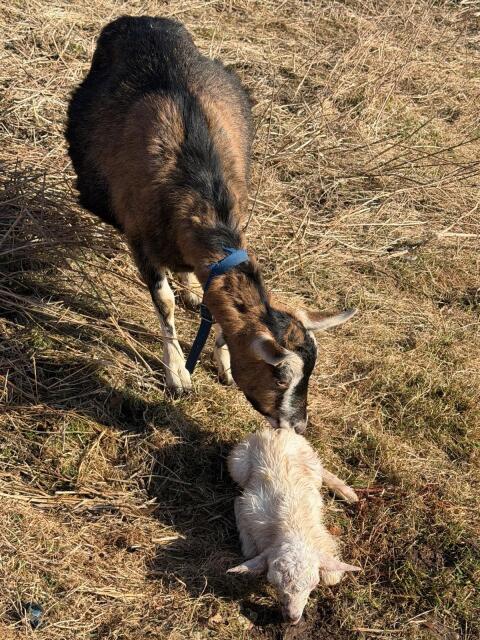 Ziegen, mit Bock