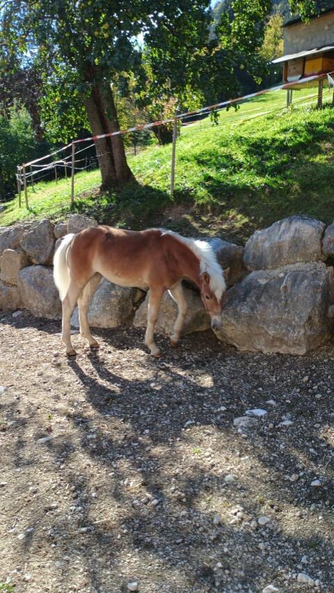Haflinger Stutfohlen