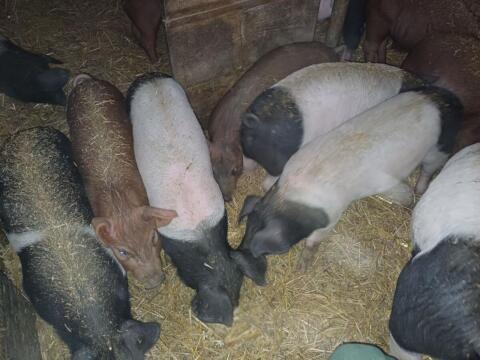 Ferkel Duroc oder Schwäbisch x Duroc