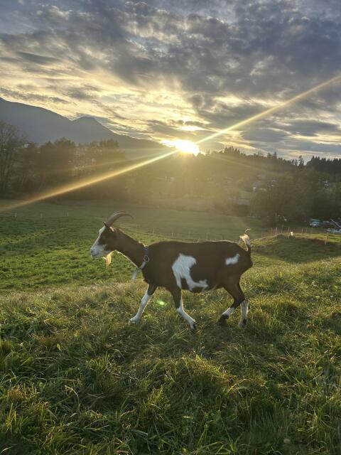 Tauernschecken-Bockmutter