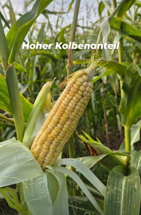 2,5 ha Silomais zu verkaufen in Pönning, Bezirk St. Pölten