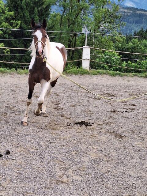 Pintostute Miss Rubiella, 2 Jahre