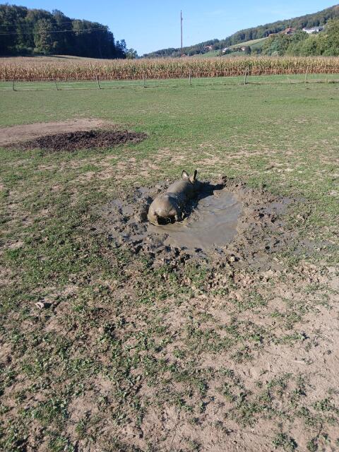 Schlachtschweine