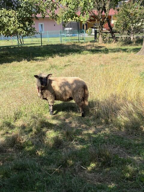 Shropshire Damen