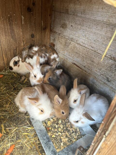 Zwergkaninchen