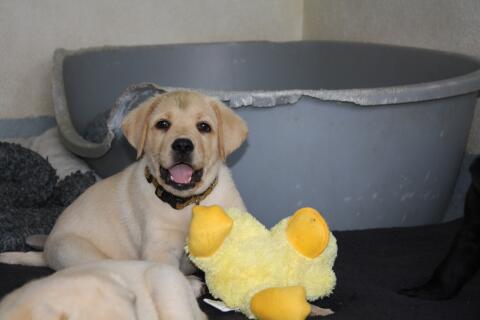 Reinrassige Labrador-Welpen mit Stammbaum