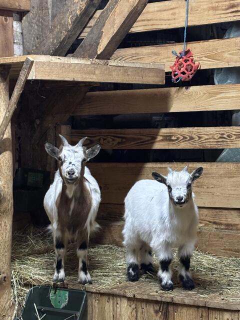 Minizwergziege mit Bockkitz