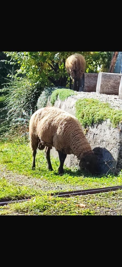 Jura-Widder