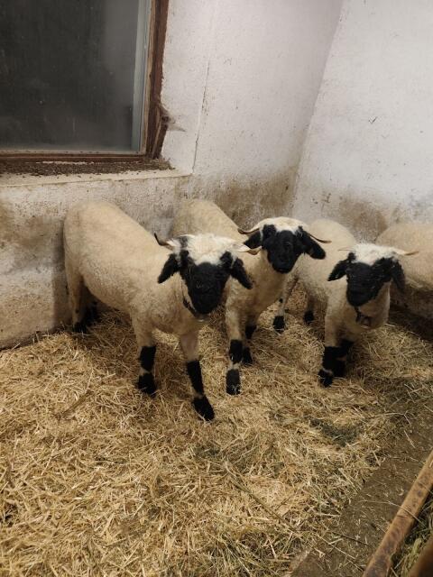 Walliser Schwarznasenschaf