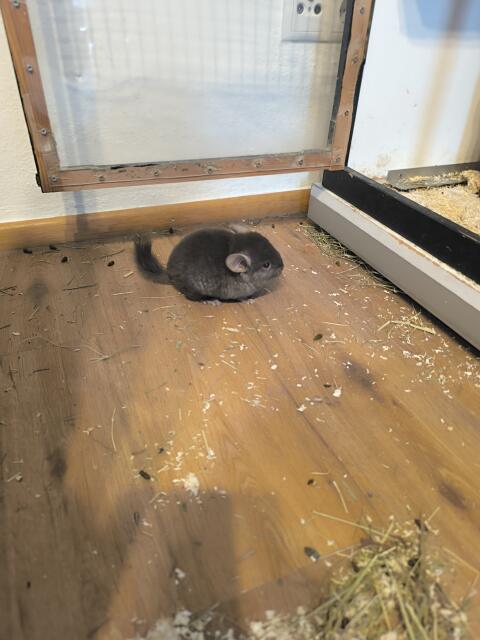 Baby-Chinchillas