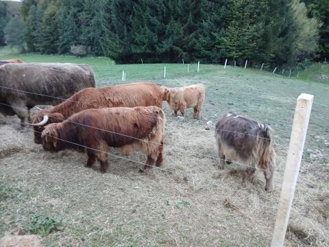 Bio-schott. Bullenkalb rotbraun, handzahm, Export