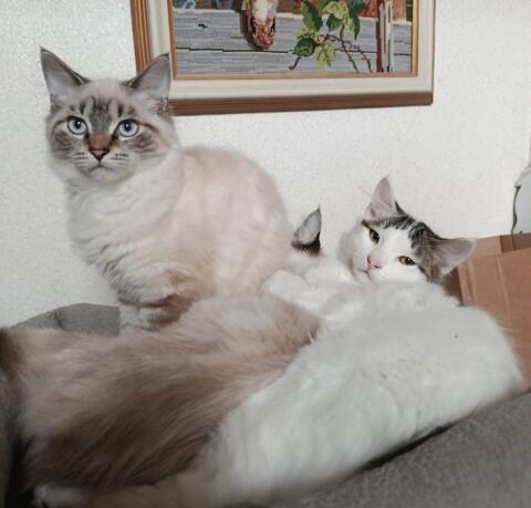 Zwei ganz bezaubernde Kater