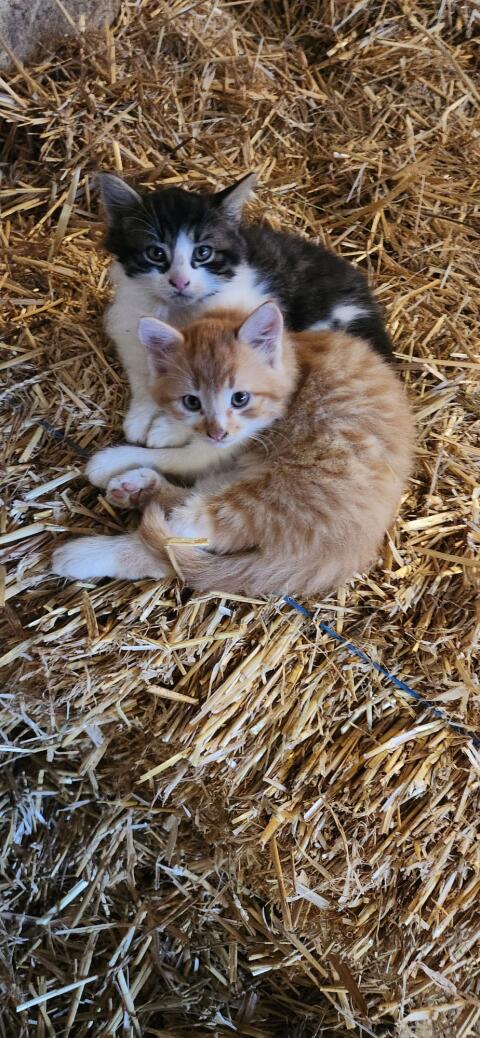 Babykatzen