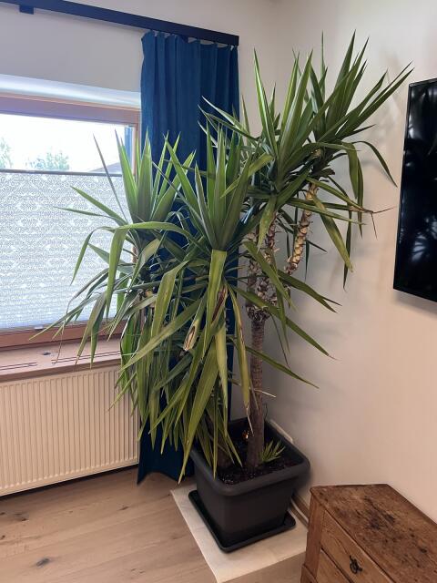 Yucca-Palmen