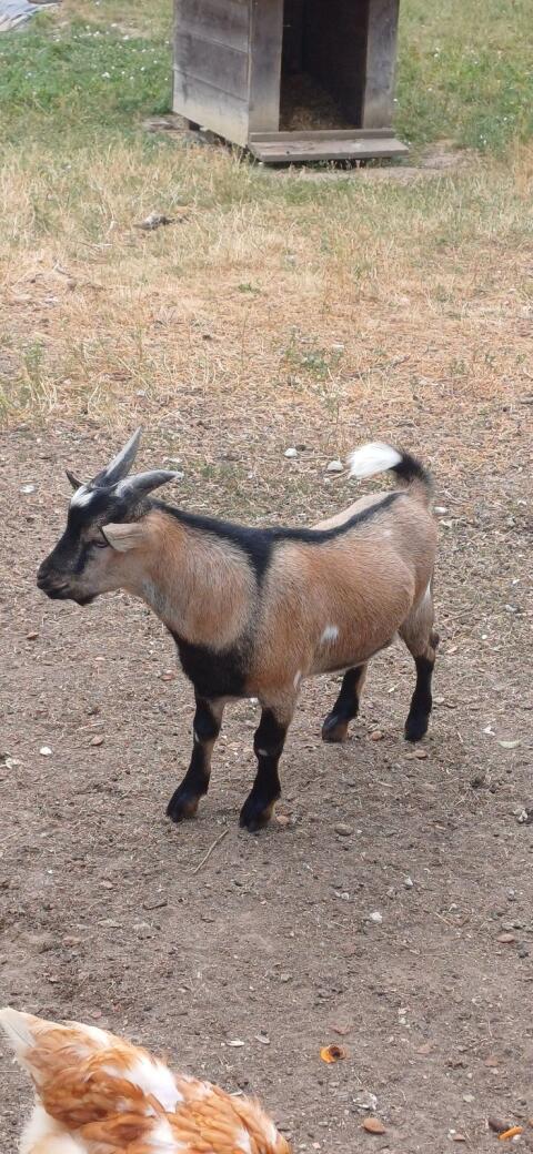 Ziegenbock