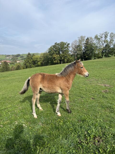 Haflinger-Araber-Mix-Fohlen