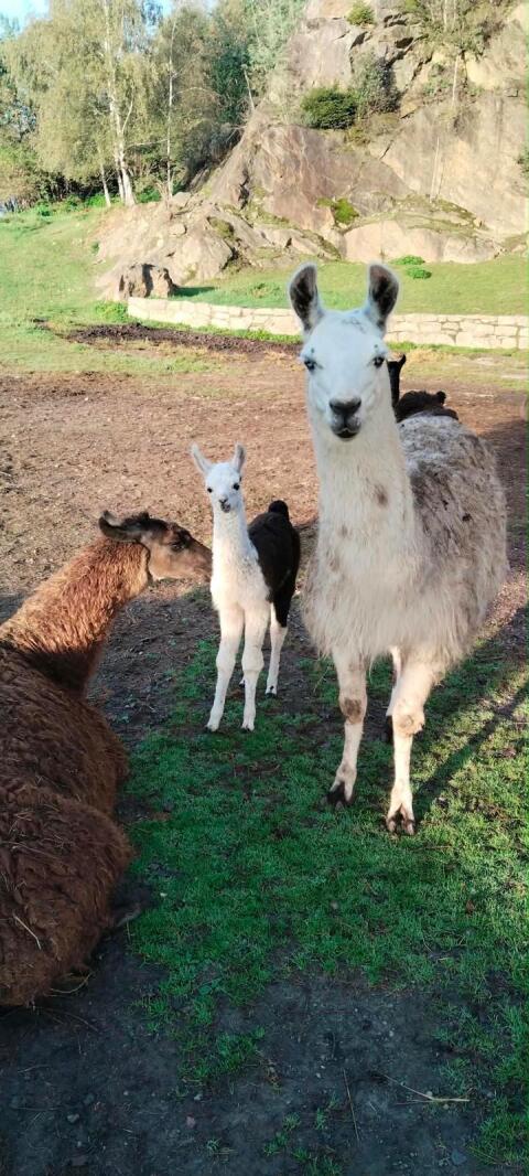 Lamas zu verkaufen