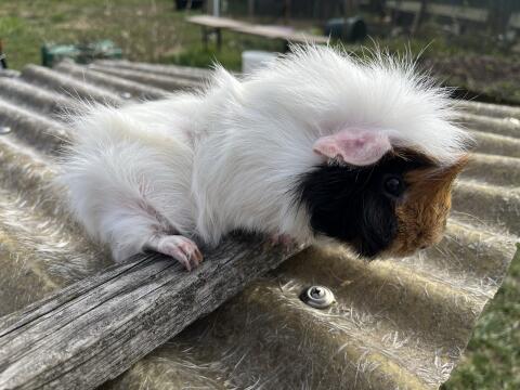 Meerschweinchen
