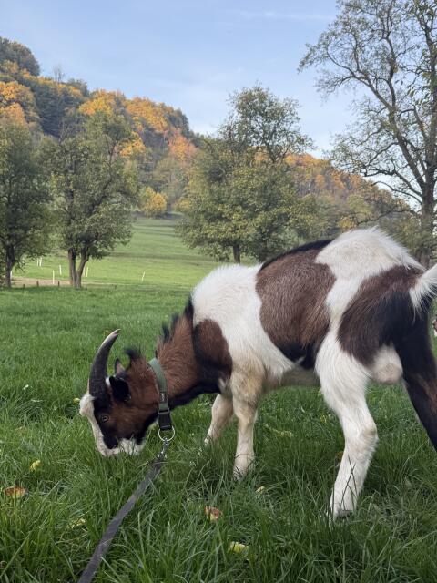 Ziegenbock