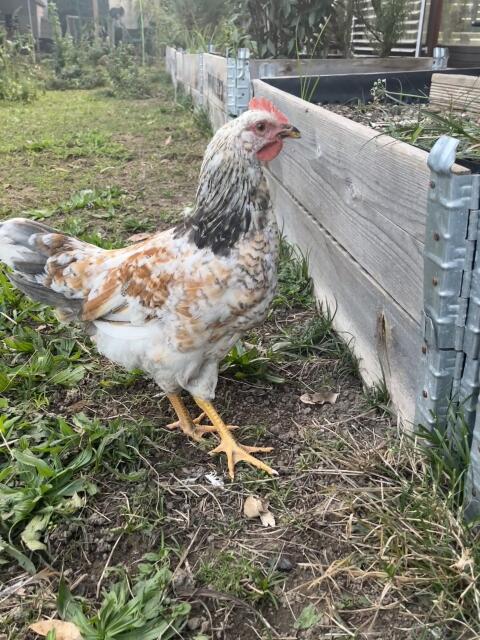 Blumenhuhn, Hahn, Huhn, Henne, Hühner, Küken