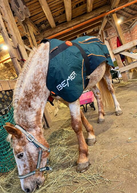 BEMER Horse-Set, sehr guter Zustand