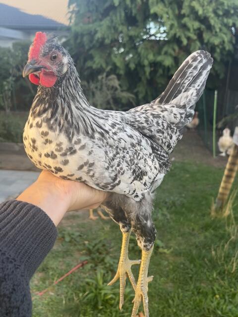 Mix-Hahn, Appenzeller, Blumenhuhn, Hahn, Huhn, Henne, Küken