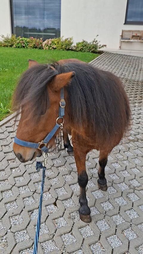 Ponyhengst