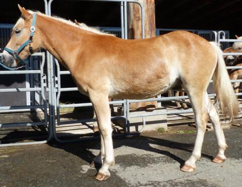 Haflingerwallach (Tiroler Haflinger)