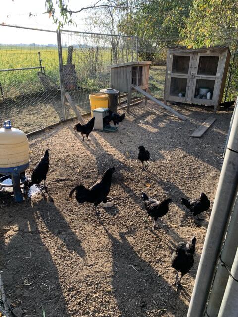 10x Ayam Cemani