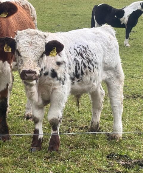 Pustertaler Sprinzen Jungstier, 6 Monate