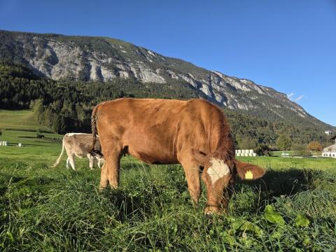 Angus x FV, Kalbin