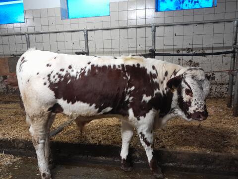 Pustertaler Sprinzen Stierkalb