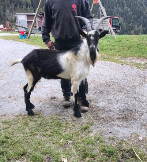 Pfauenziegenbock