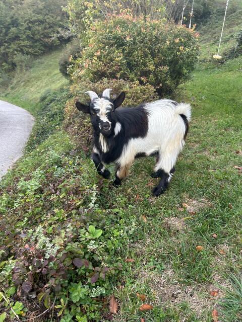 Mini-Zwergziegenbock zu verkaufen