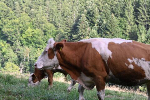 Bio-Mutterkühe