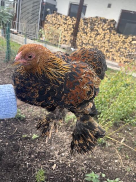 Zwerg Brahma, blau-rebhuhnf. gebändert, Hahn, Henne, Küken