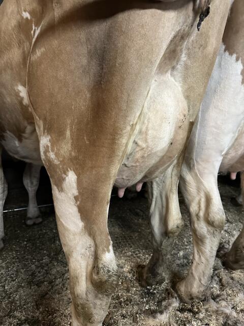 Bio-Jungkuh in Milch