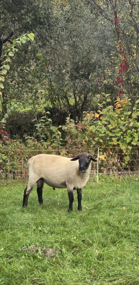 Suffolkwidder