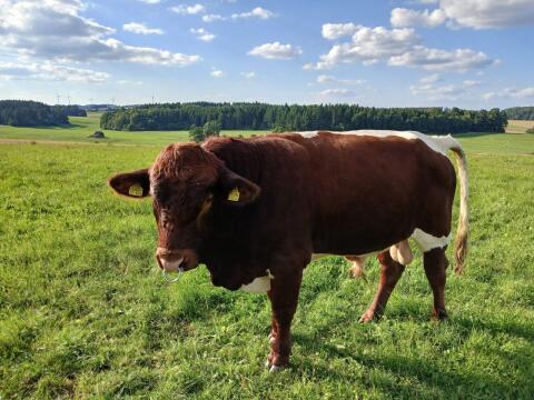 Pinzgauer Fleisch BIO-Bulle