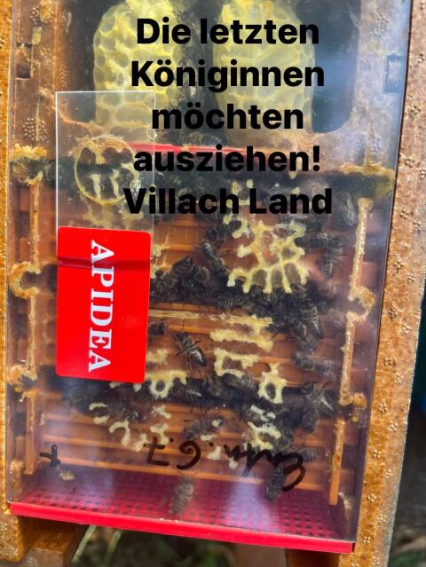 Wirtschaftsköniginnen