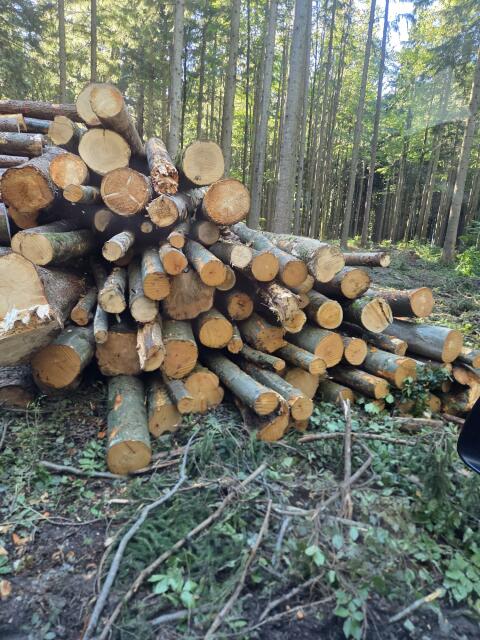 Suche Buchenstämme Dm. 15-35 cm