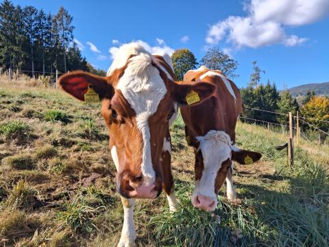 Holstein Bio-Kalbinnen