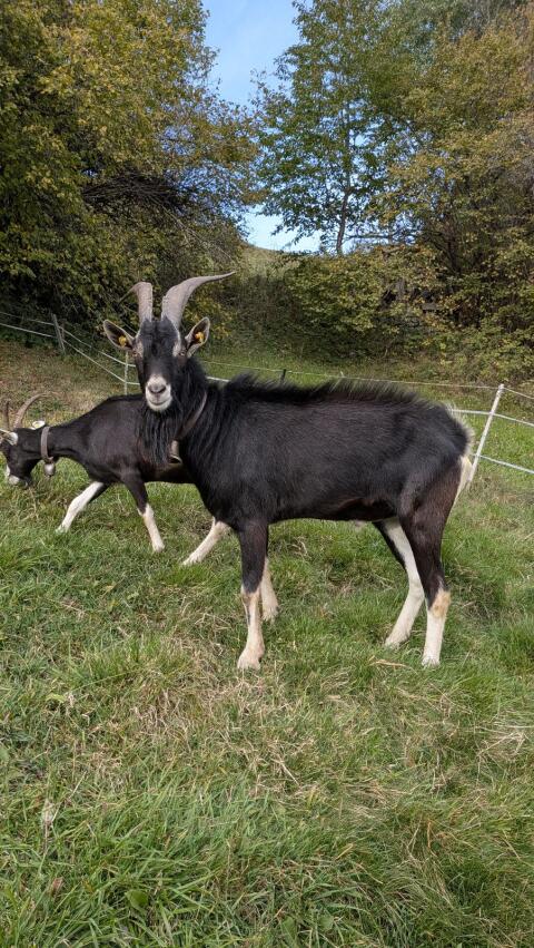 Bock, Bündner Strahlenziege
