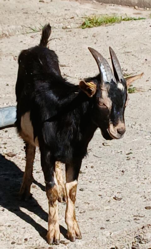 Junger Ziegenbock
