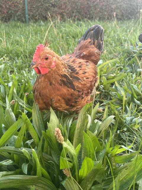 Mix-Hahn, Appenzeller, Blumenhuhn, Hahn, Huhn, Henne, Küken