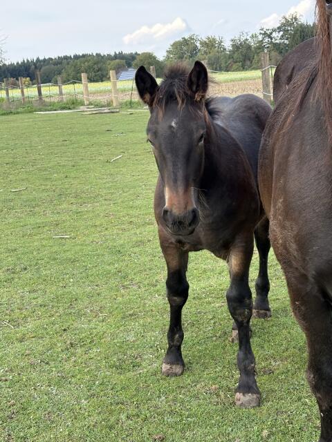 Noriker
