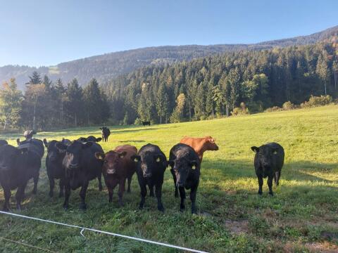 Bio-Angus-Kalbinnen