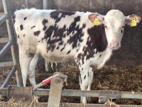 Normande/RF Kalb
